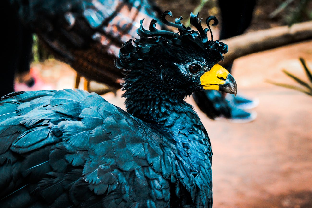 Dodo Kimdir?