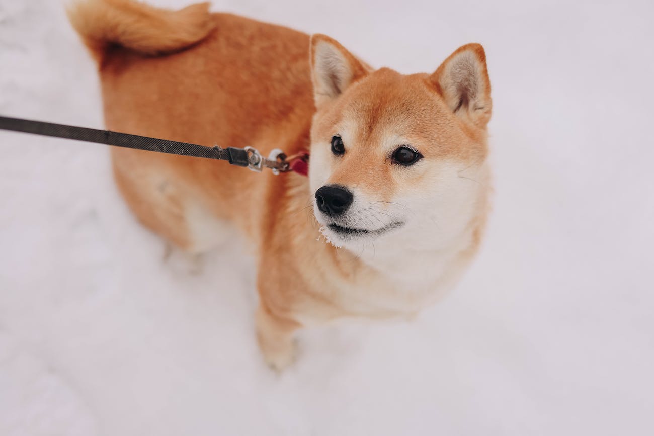 Köpeğin Atası Kimdir?