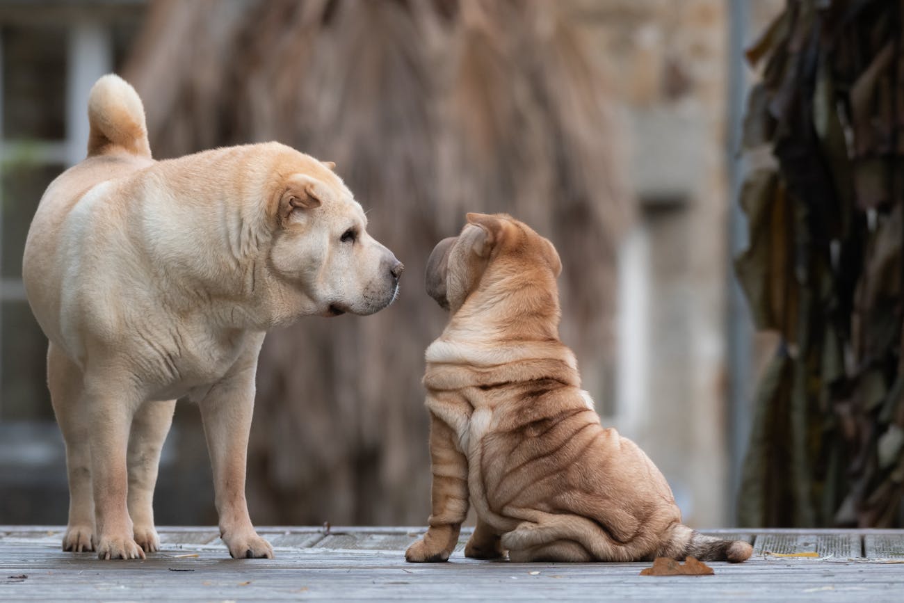 Köpeklerin Atası Kimdir?