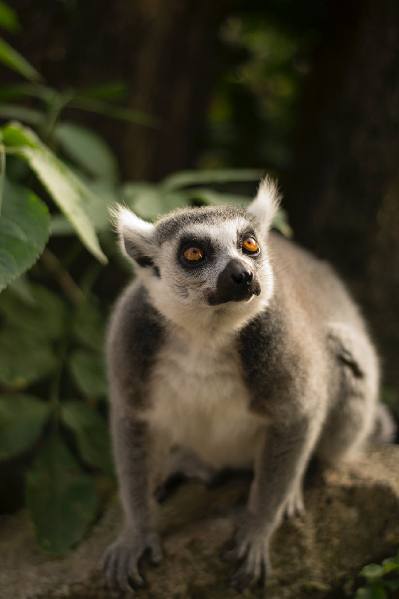 Mendebur Lemur Kimdir? - Blog Yazarı