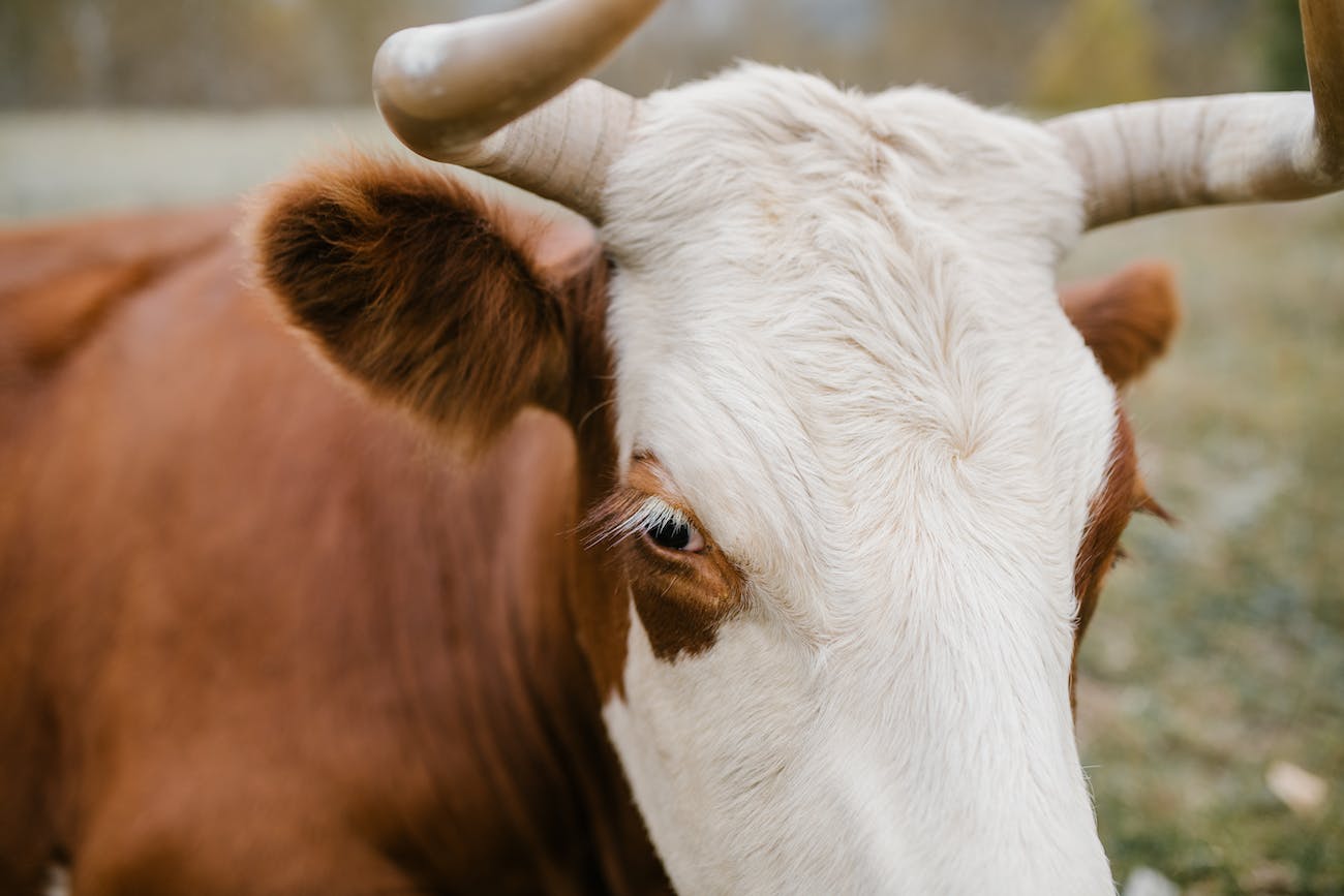 Tarık Toros Kimdir?