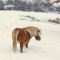 Amasyalı Yakut Kimdir? - KPSS