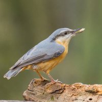 Bedriye Tahir Gökmen Kimdir?