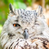 Bilge Nedir? Bilgenin Özellikleri ve Tarihteki Yeri