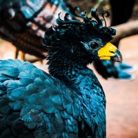 Dodo Kimdir?
