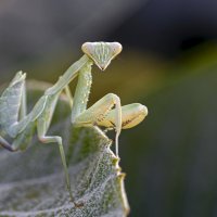 Hz. Peygamberin Damadı Kimdir?