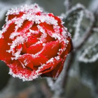 Kelt Gülü Olarak Tanınan Komutan Kimdir?