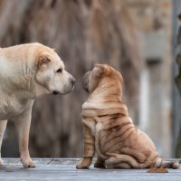 Köpeklerin Atası Kimdir?