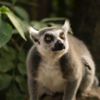 Mendebur Lemur Kimdir? - Blog Yazarı