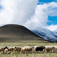 Nihan Koyuncu Kimdir? Nereli?