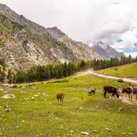 Pakistan Başbakanı Kimdir?