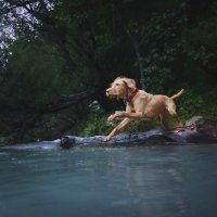 Sadettin Köpek Kimdir? Ölümü