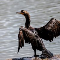 Selçuk Tepeli'nin Eşi Kimdir?