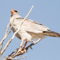 Sertan Çakır Kimdir? Nerelidir?