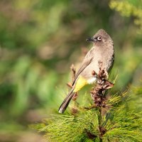 Tülay Bulbul Kimdir?