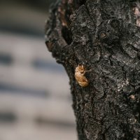 Uğur Böceği Kimdir?