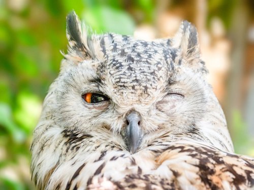 Bilge Nedir? Bilgenin Özellikleri ve Tarihteki Yeri