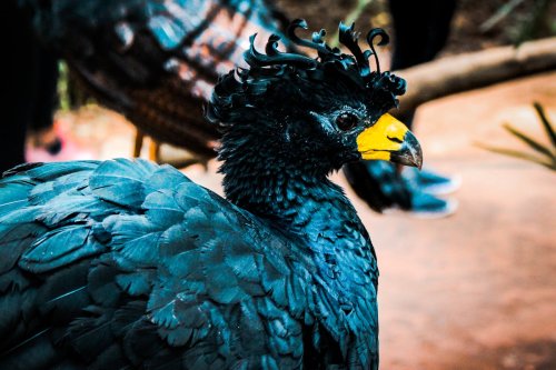 Dodo Kimdir?