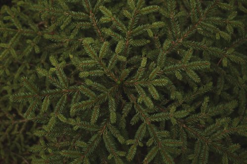 Fibonacci Kimdir?