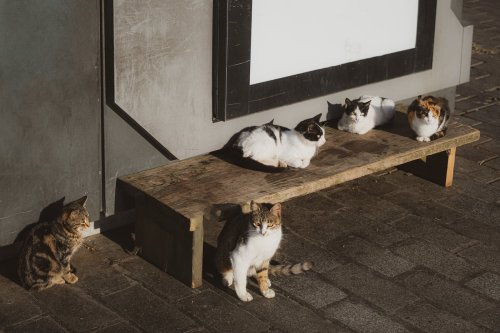 Mine Geçili Eşi Kimdir?