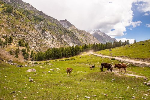 Pakistan Başbakanı Kimdir?