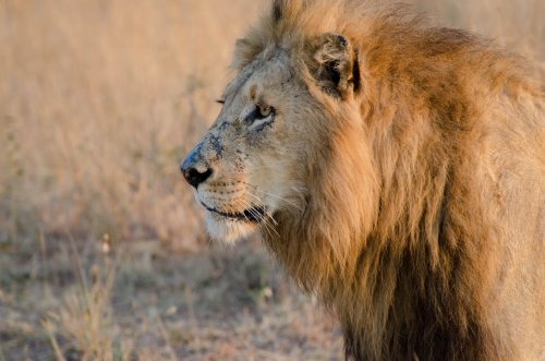 Sacit Aslan Kimdir?