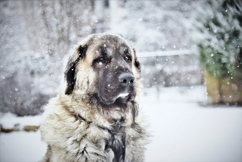 Saniye Bencik Kangal Kimdir?