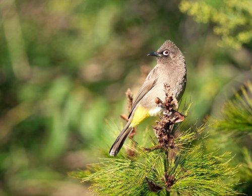 Tülay Bulbul Kimdir?